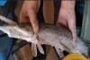 “Alligator Gar” Fish Found in Dal Lake Is A Matter of Concern for Experts