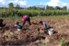 Tomato Production Yielding Huge Income To Kashmiri Farmers