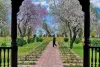 Visitors Flock to Kashmir’s Badamwari Garden