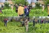 Handwara Police, Excise & Revenue Teams Destroy Illegal Poppy Cultivation in Langate