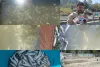 Lawoosa Families Suffer Lakhs in Losses After Thousands of Fish Die at Two Fish Farms