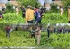 Handwara Police, Excise & Revenue Teams Destroy Illegal Poppy Cultivation in Langate