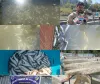 Lawoosa Families Suffer Lakhs in Losses After Thousands of Fish Die at Two Fish Farms