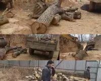 Joint Operation Foils Walnut Tree Felling in Handwara