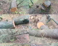 Illegal Tree Felling in Kupwara Forests; FIR Registered, Probe Underway