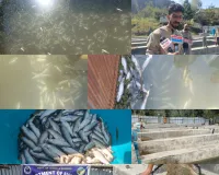 Lawoosa Families Suffer Lakhs in Losses After Thousands of Fish Die at Two Fish Farms