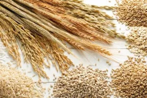 Young Agri-Preneurs with Commitment, Financial Support to be Architects of Glorious Future: J&K LG