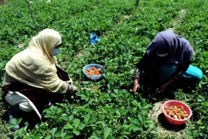 Strawberry Production Suffers 30 Percent Loss Due to Rains: Kashmir Growers