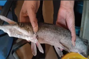 “Alligator Gar” Fish Found in Dal Lake Is A Matter of Concern for Experts