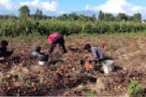 Tomato Production Yielding Huge Income To Kashmiri Farmers