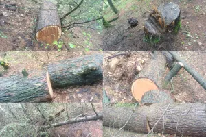 Illegal Tree Felling in Kupwara Forests; FIR Registered, Probe Underway