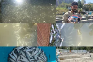 Lawoosa Families Suffer Lakhs in Losses After Thousands of Fish Die at Two Fish Farms