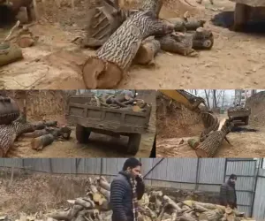 Joint Operation Foils Walnut Tree Felling in Handwara