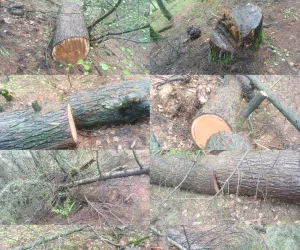 Illegal Tree Felling in Kupwara Forests; FIR Registered, Probe Underway