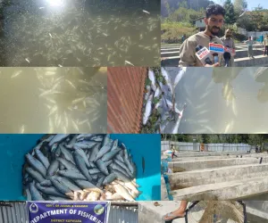Lawoosa Families Suffer Lakhs in Losses After Thousands of Fish Die at Two Fish Farms